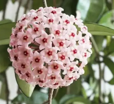 Hoya carnosa makes faintly succulent shoots with smooth, pale gray, and bare surfaces that twine and...