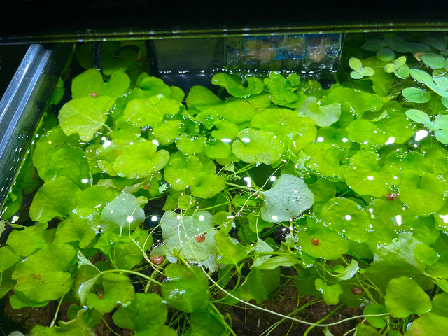 Taiwan lily -@ Nymphoides Hydrophylla aquatic Plant in Fish for Rehoming in Oshawa / Durham Region - Image 2