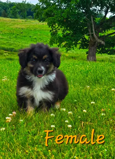 Miniature American Shepherd Puppies, View more