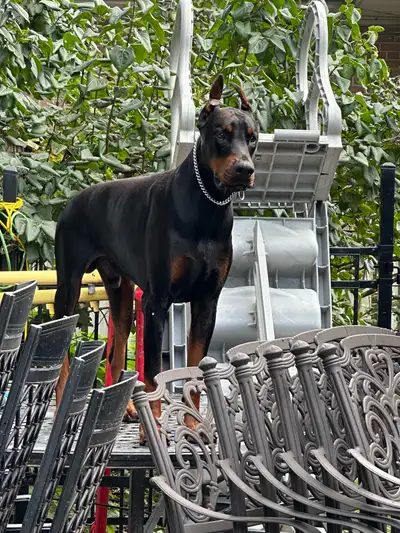 European CKC Registered top pedigree Doberman puppies, View more