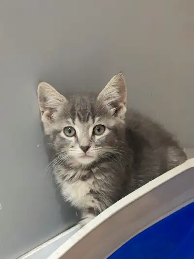 Russian Blue Mix Kitten, View more
