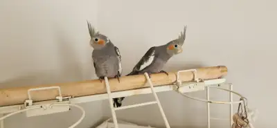 Baby Cocktails, View more