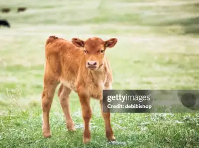 Putting out the feelers for unwanted bottle babies. Could be a beef or dairy breed. Message me back...