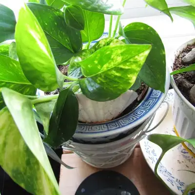 "Golden Pothos" beautiful plant, easy to grow, very fast growing, View more