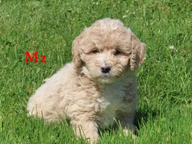 F1B Mini Bernadoodle puppies in Dogs & Puppies for Rehoming in Oakville / Halton Region - Image 3