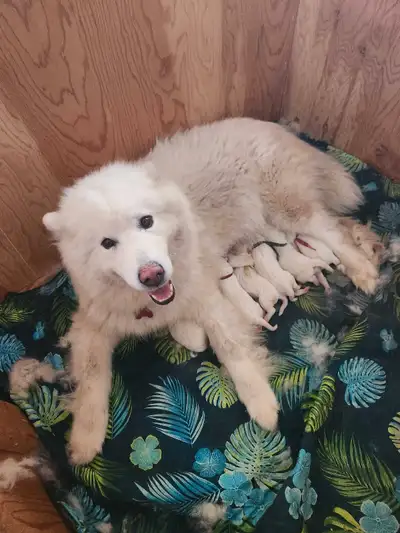 chiot Samoyede, View more