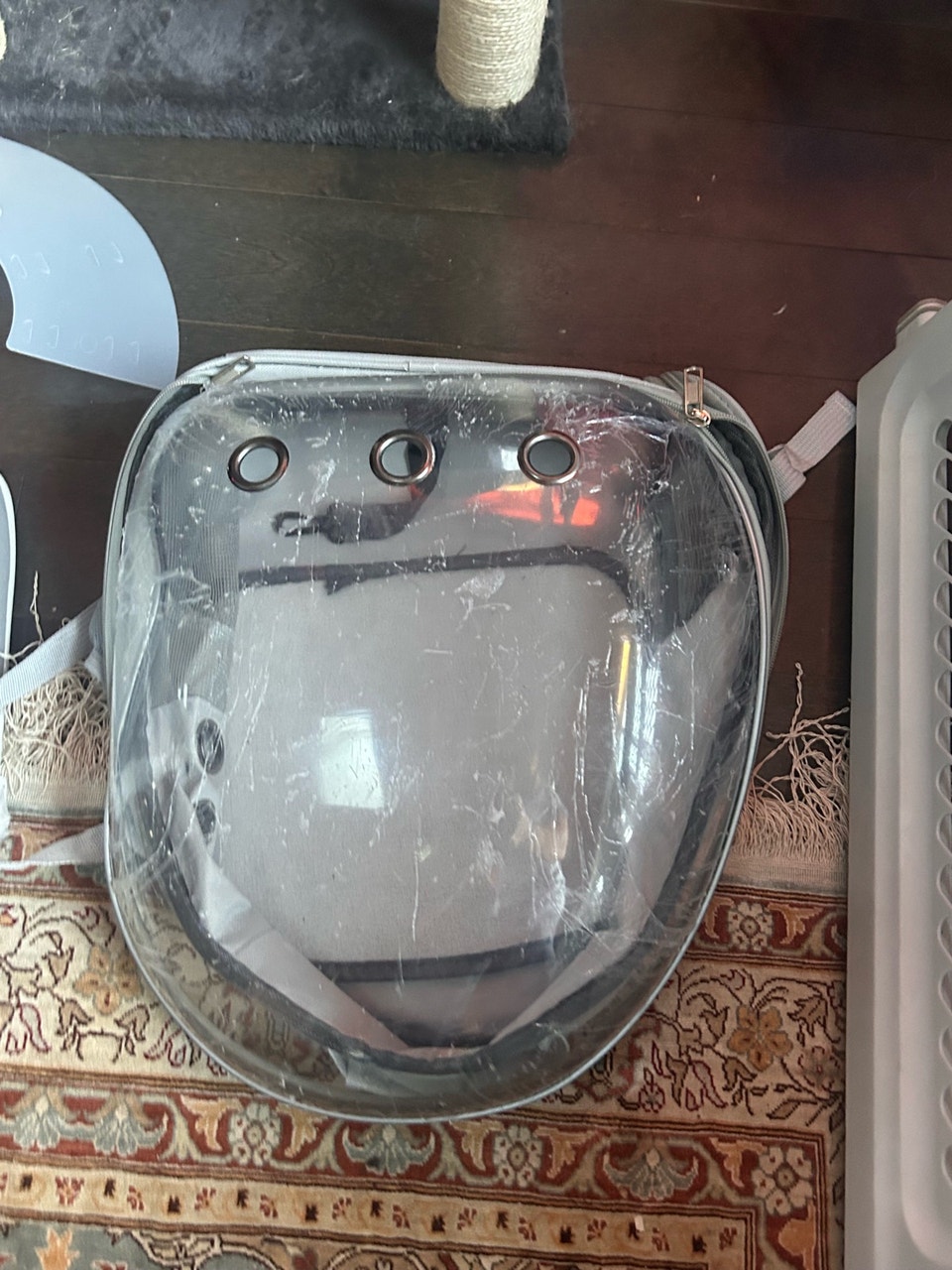 cat or kitten backpack | Cats & Kittens for Rehoming | Ottawa | Free ...