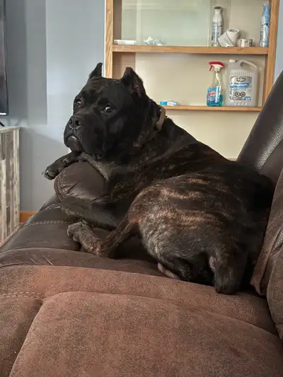 Gorgeous cane corso, View more