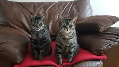 2 chats Tabby inséparables, View more