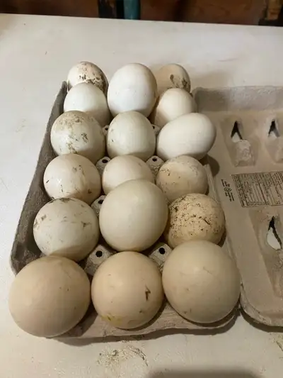 pekin duck hatching eggs, View more