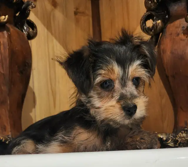 Chiots morkie, 4-5lbs lorsque adultes,  prêt a partir maintenant in Dogs & Puppies for Rehoming in City of Montréal - Image 5