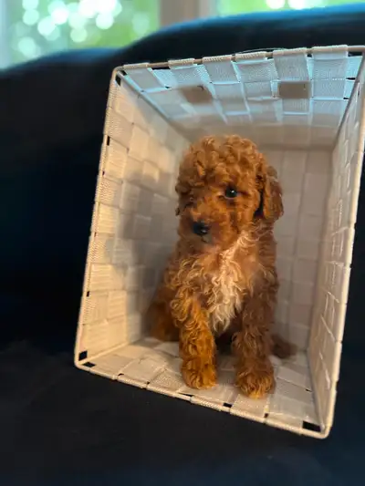 Miniature Poodle Puppies, View more