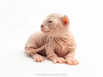 Dwelf, elf and sphynx kittens from registered breeder, View more