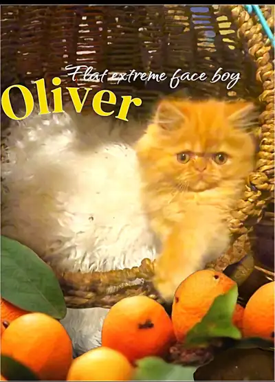 Persian  Kittens( doll face and flat extreme face  ), View more