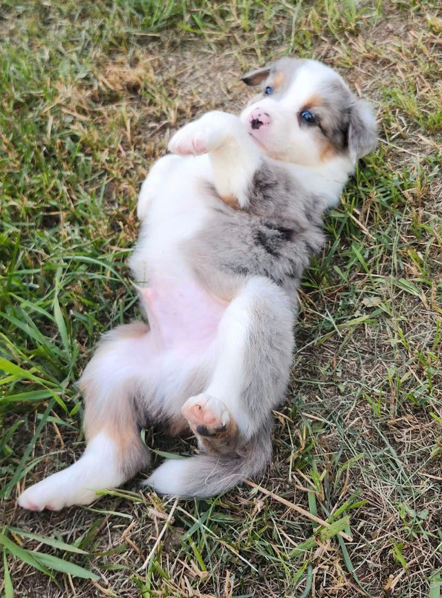 berger australien dans Chiens et chiots à adopter  à Ville de Québec - Image 4