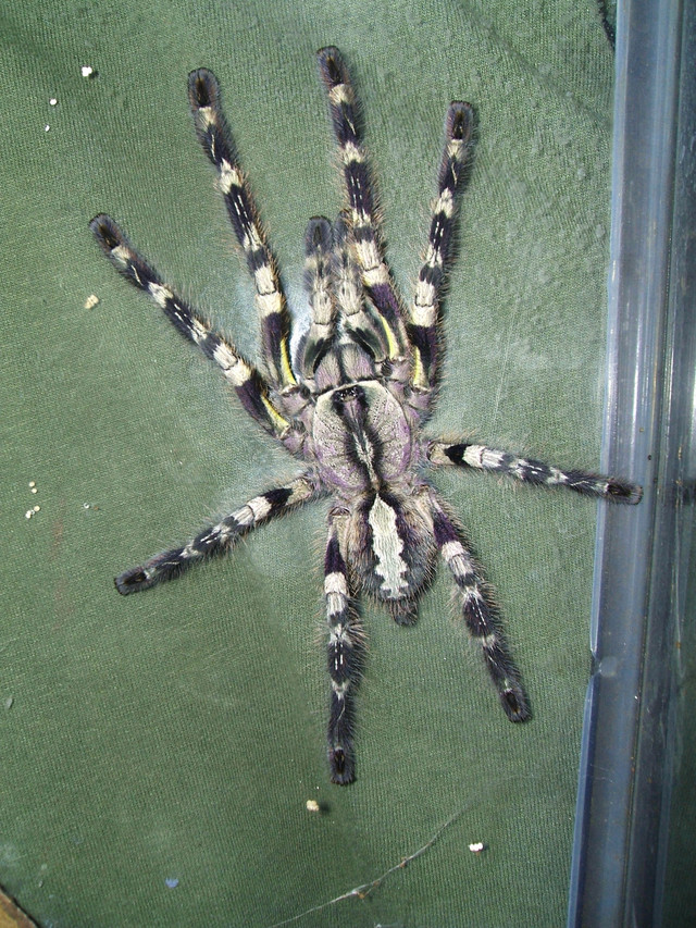 Indian ornamental tarantula/ Poecilotheria regalis in Other Pets for Rehoming in Kingston - Image 2