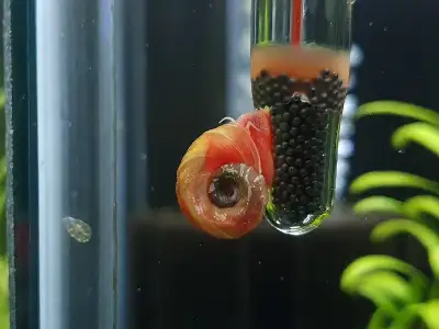 Back in Stock! Ramshorn Snails ~ $1 per snail, View more