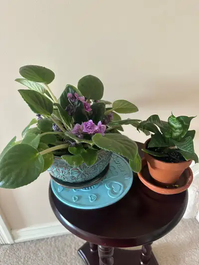Indoor plants, View more