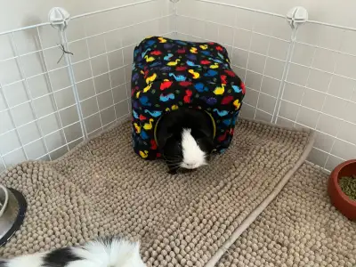 Guinea Pigs / Cochon D’inde, View more