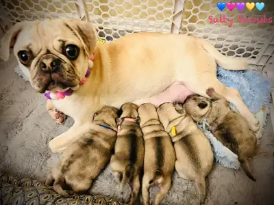 Pug puppies - ready to go early April, View more
