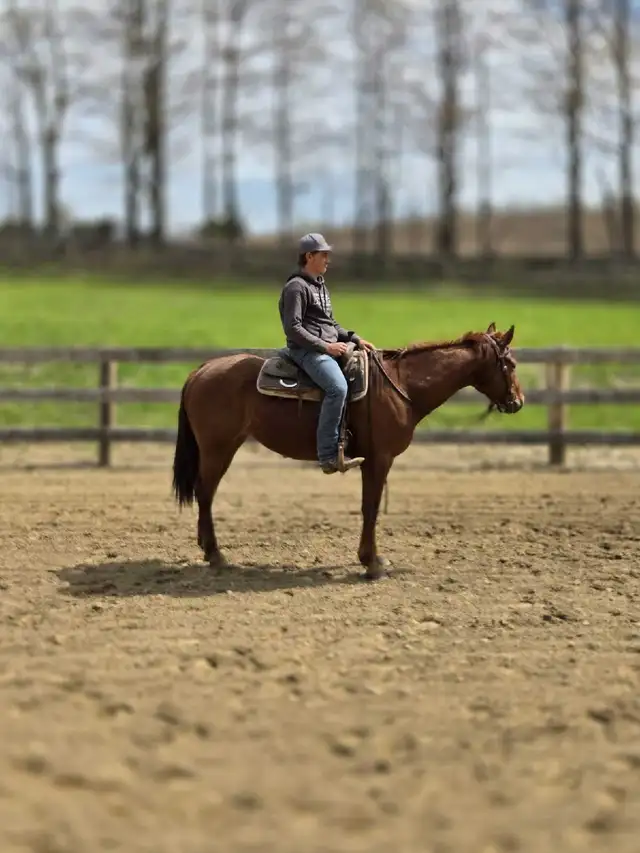 Broke Horses For Sale in Horses & Ponies for Rehoming in Owen Sound - Image 8