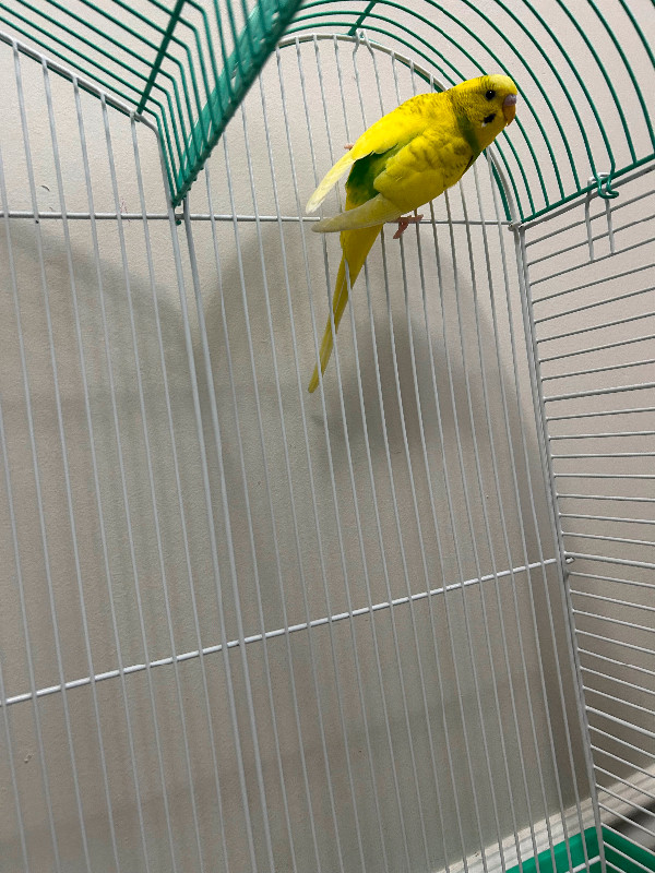Budgies for sale in Birds for Rehoming in Mississauga / Peel Region - Image 3