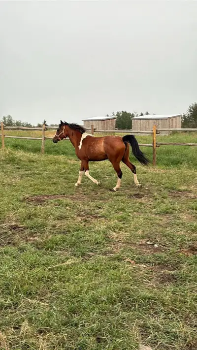 2 year old paint mare , View more