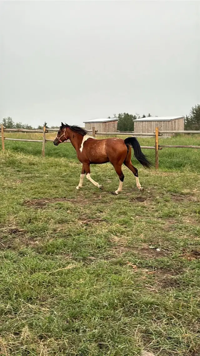 2 year old paint mare  in Horses & Ponies for Rehoming in Edmonton - Image 2
