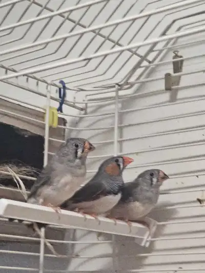 I have Zebra Finch for sale. 1 - Normal Male SOLD 2 - 1/2 Normal, 1/2 White Jumbo $15 ea or both for...