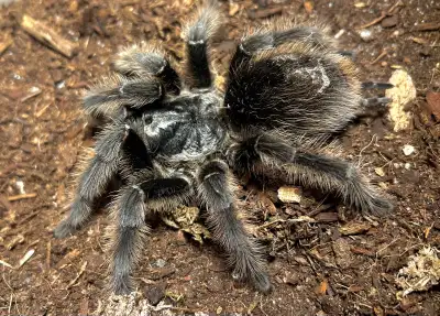 I have some beautiful captive bred Guarani Giant Tarantulas (Grammostola grossa) available for sale....