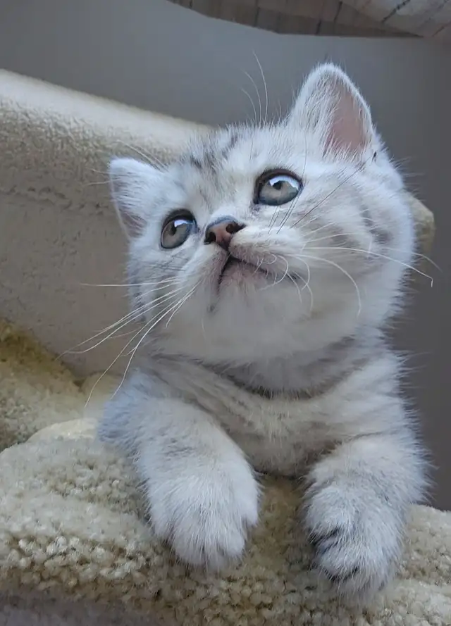 British short hair kitten / long hair in Cats & Kittens for Rehoming in Vancouver - Image 3