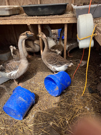 Geese for sale 