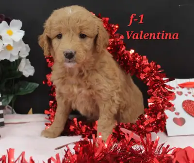 Mini F1B Goldendoodle Puppies, View more