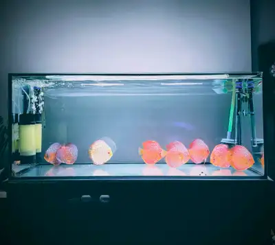 I am selling my whole set-up due to family responsibilities. This includes: 6 discus 60 gallon rimle...
