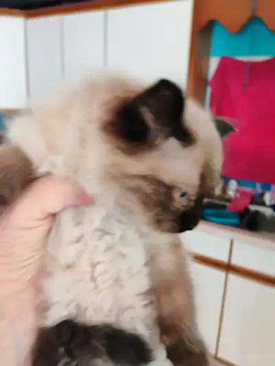 Male chocolate point Balinese and a tabby male. 8wks. $200 for the Siamese and $50 for the tabby. Tx...