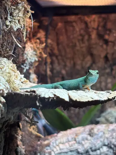 1 male 2 females. Confirmed breeders