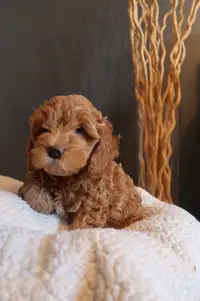 READY TO GO - Cockapoo for Sale