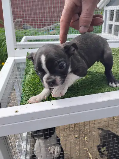 Purebred Boston Terriers, View more