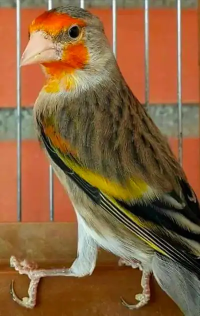 Mulet chardonnerets x canari, View more