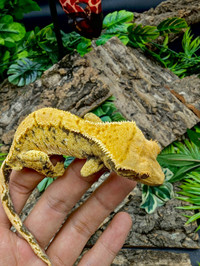 Male Hight Coverage Extreme Harlequin Crested Gecko