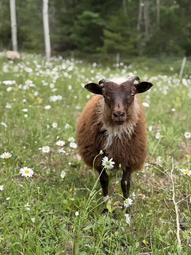 Icelandic lambs in Livestock in Vernon - Image 6
