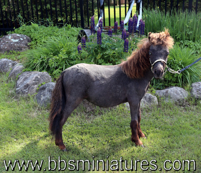 kit couple de chevaux miniatures appaloosa aucun lien de parenté dans Chevaux et poneys à adopter  à Drummondville - Image 3
