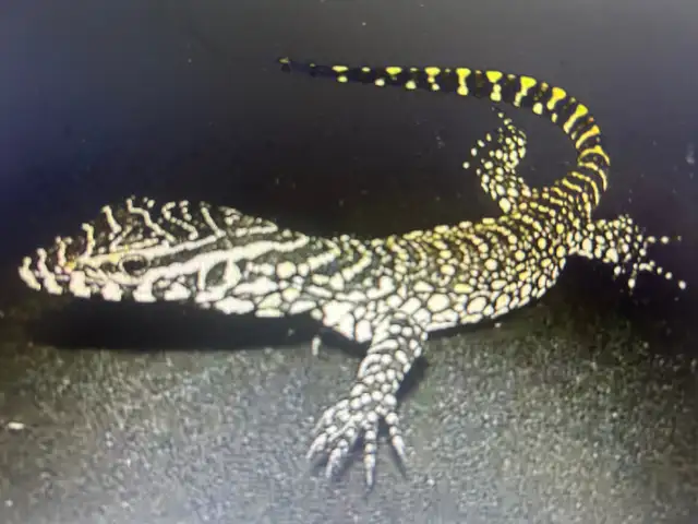 COOL NILE, MANGROVE AND SAVANNAH MONITORS in Reptiles & Amphibians for Rehoming in North Bay - Image 6