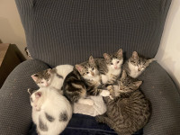 Kittens for sale! 