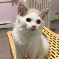 TICA Registered Ragdoll Kitten Available 