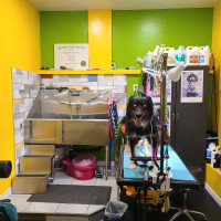 Pet grooming styling and boarding in Scarborough 