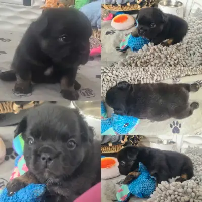 Fluffy French Bulldog Puppies, View more