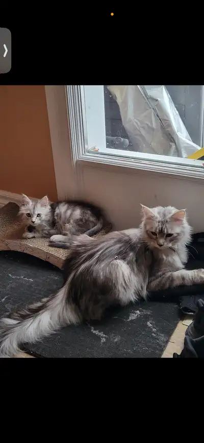 Going away and need someone to check in on your feline friend? I offer dependable and loving drop-in...