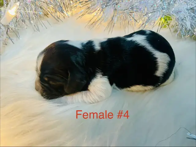 Sprocker puppies in Dogs & Puppies for Rehoming in Moose Jaw - Image 6