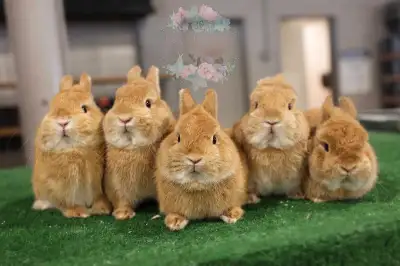 Gorgeous Netherland dwarf, Holland lop, Angora bunnies, View more